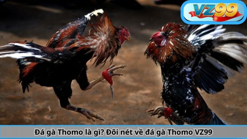 Đá Gà Thomo Là Gì? Hiểu Tường Tận về Bộ Môn Này Cùng VZ99 2 Đá gà Thomo là gì? Đôi nét về đá gà Thomo VZ99
