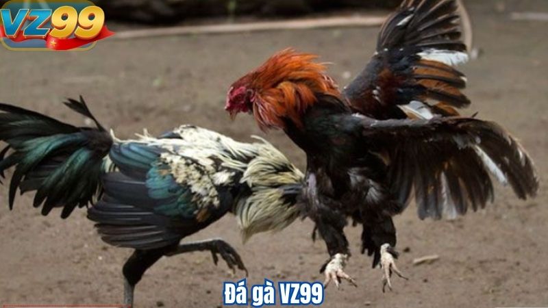 Đá gà VZ991