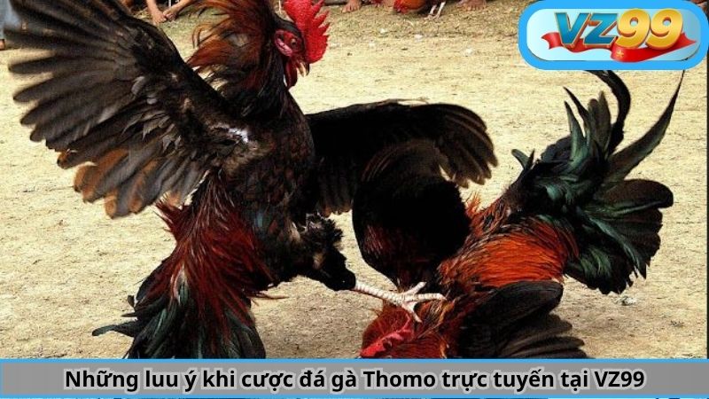 Đá Gà Thomo Là Gì? Hiểu Tường Tận về Bộ Môn Này Cùng VZ99 4 Những luu ý khi cược đá gà Thomo trực tuyến tại VZ99