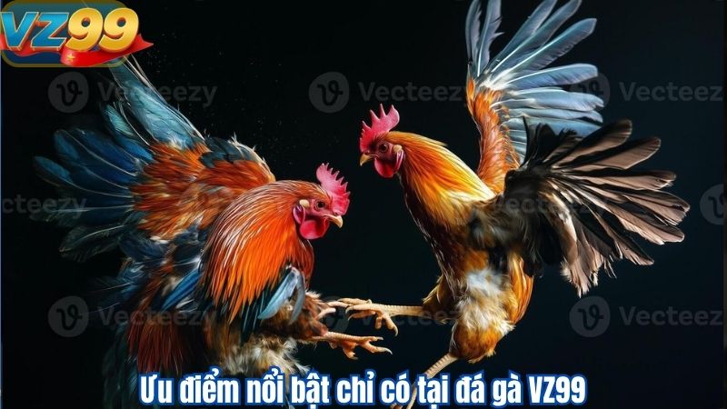 Ưu điểm nổi bật chỉ có tại đá gà VZ99