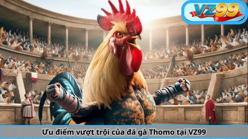 Đá Gà Thomo Là Gì? Hiểu Tường Tận về Bộ Môn Này Cùng VZ99 3 Ưu điểm vượt trội của đá gà Thomo tại VZ99