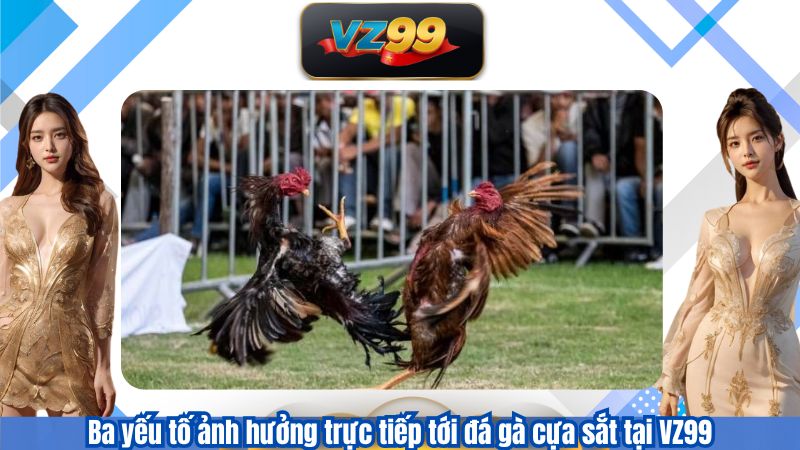 Đá Gà Cựa Sắt VZ99 – Cá Cược Cùng Những Trận Gà Kịch Tính 4 Ba yếu tố ảnh hưởng trực tiếp tới đá gà cựa sắt tại VZ99