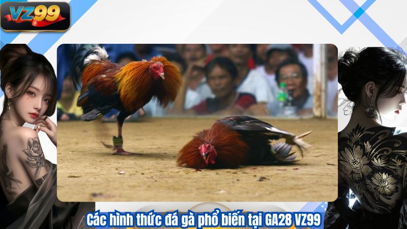 GA28 – Sảnh Đá Gà Công Nghệ Cao Được Yêu Thích Tại Việt Nam 3 Các hình thức đá gà phổ biến tại GA28 VZ99