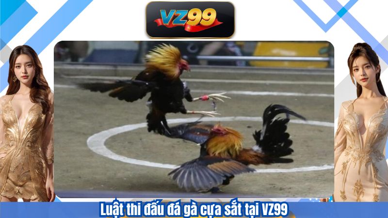 Đá Gà Cựa Sắt VZ99 – Cá Cược Cùng Những Trận Gà Kịch Tính 3 Luật thi đấu đá gà cựa sắt tại VZ99